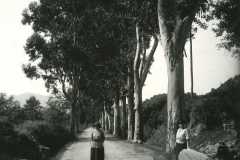 Bicchisano
