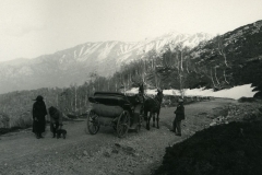 Vergio