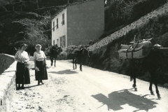 Vivario_4