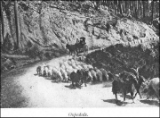 Muntagna_303
