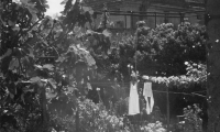 Quart_1950_09